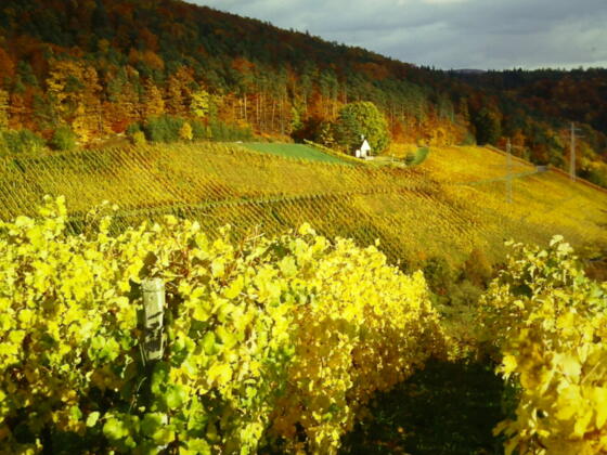 Weinberge