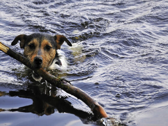 Baden mit Hund