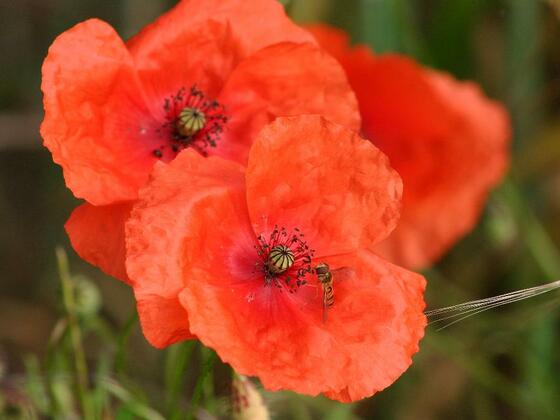 mohn-002