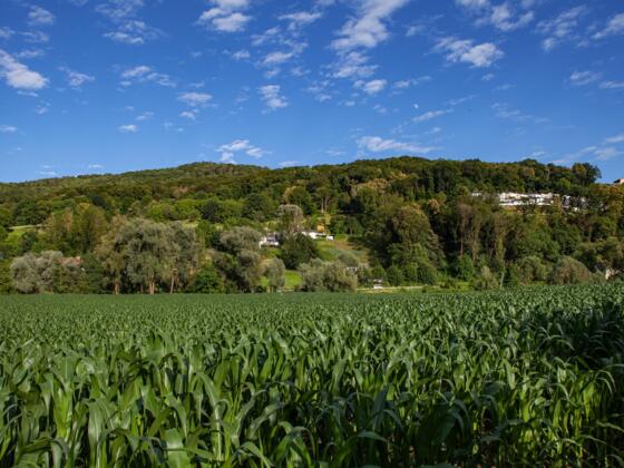 Blick Plesching zum Pfenningberg
