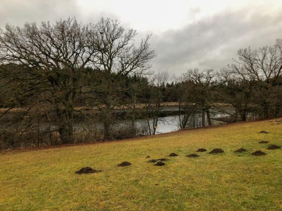 Badeplatz am Buchsee