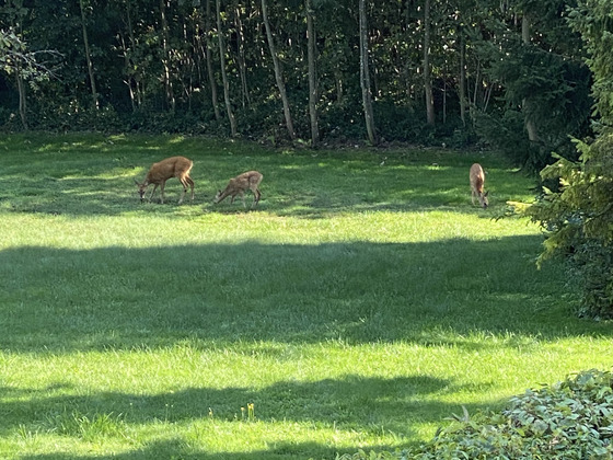 Aussicht vom Balkon Ferienwohnung Hochries