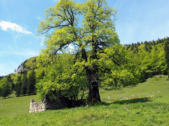 Zaglbauernalm 947m, verfallen