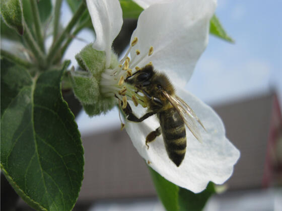 Bioimkerei Mondseeland