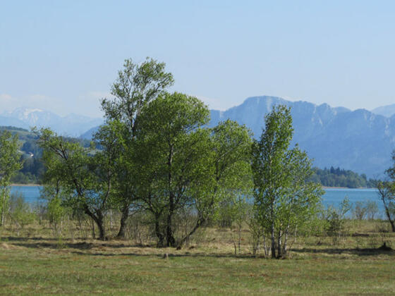 Naturschutzgebiet Irrsee Moore
