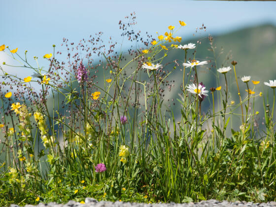 Blumenpracht in Damüls