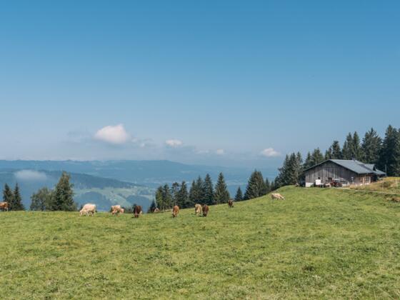 Breitentobelalpe (c) Packyourthingsandtravel / Vorarlberg Tourismus
