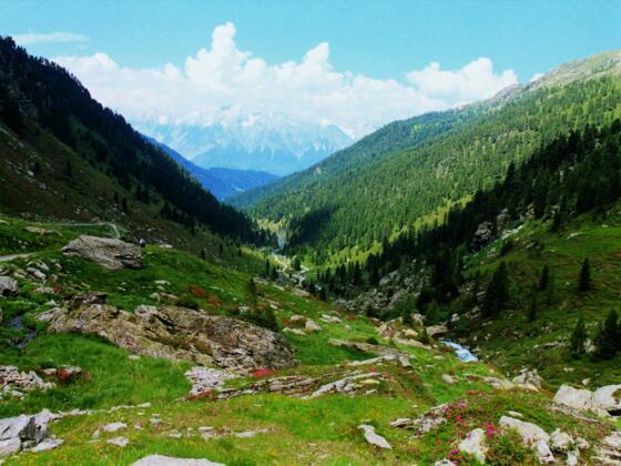 Almlandschaft um die Steinkasernalm