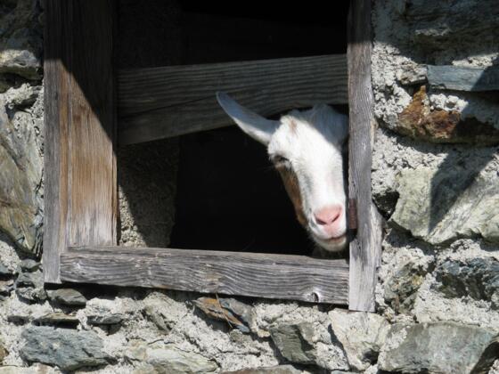 Eine neugierige Ziege in der Ochsenbodenhütte