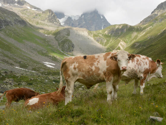 Rinder weiden im weiten ALmgelände