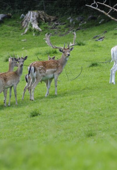 Wildpark Untertauern