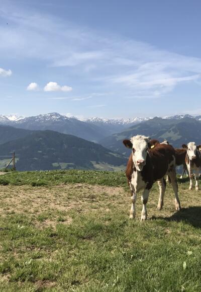 Sie kommen immer wieder an Kuhherden vorbei