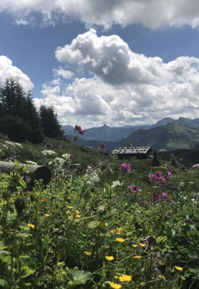 Der Alpenblumengarten unterhalb des Kitzbüeheler Horns