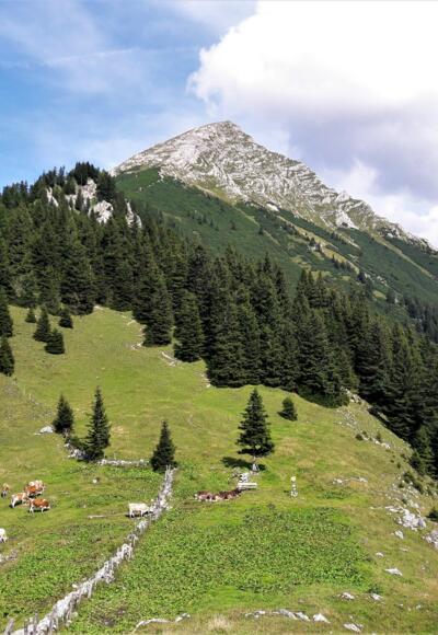 Der Große Pyhrgas vom Hofalmsattel (Blick Richtung Osten)
