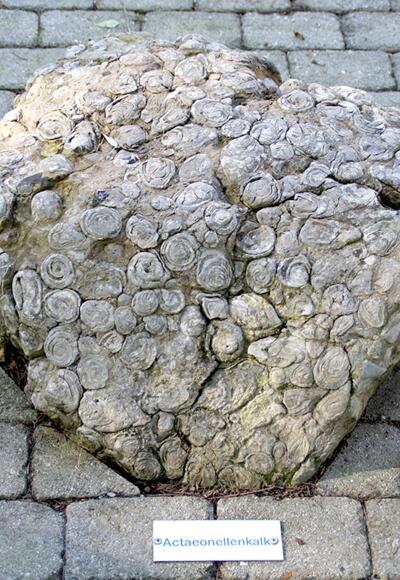 Actaeonellen - steinerne Zeugen aus dem Urmeer