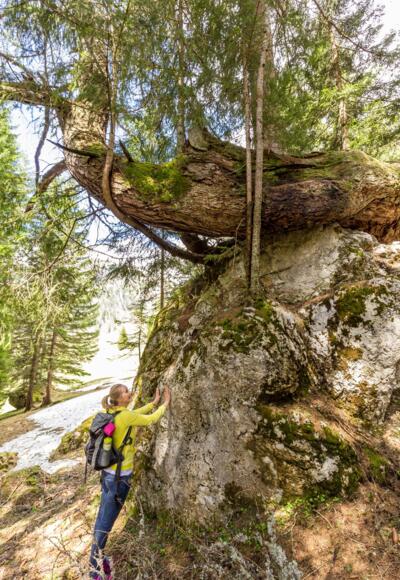 Kraftplatz der Lärchenstein