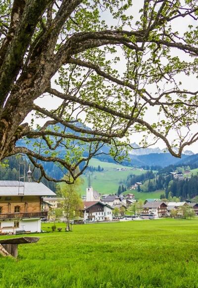 Ahornbaum beim Bögrainhof