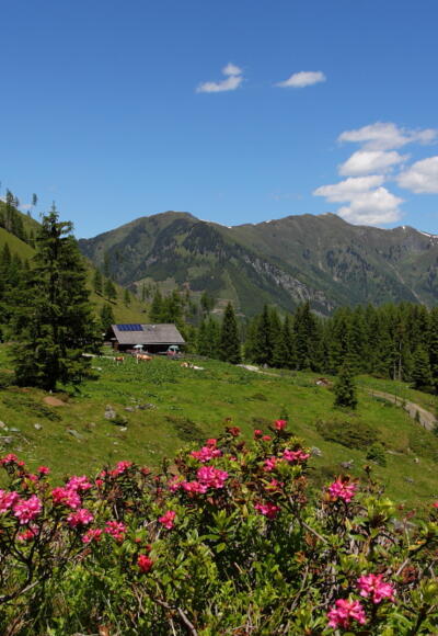 Hirschgrubenalm