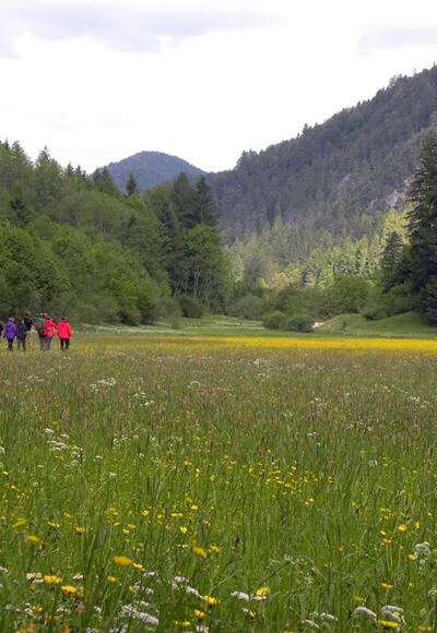 Leichte Wanderung durch das liebliche Veichltal