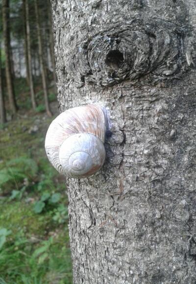 Schnecke