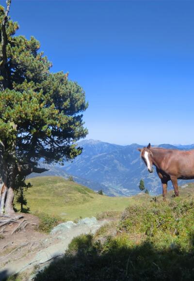 Pferdeherde vor der Schlossalm