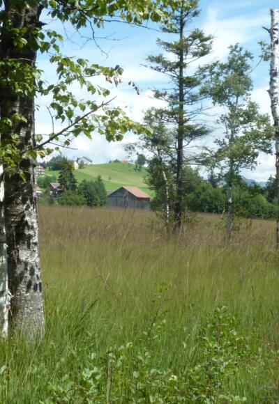 Das Schollamoos in Alberschwende