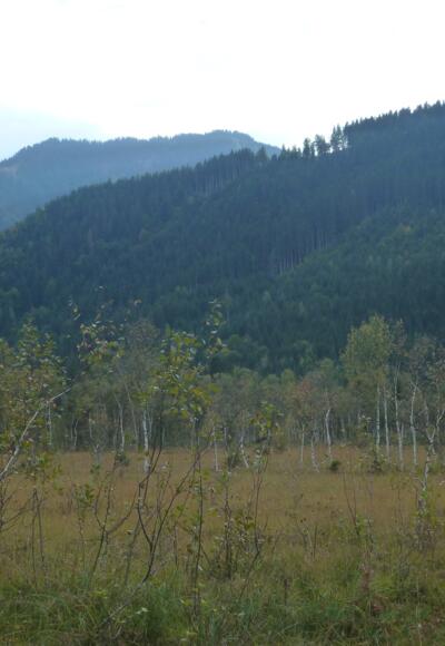 Immer wieder bieten sich Einblicke in die schönen Moose zwischen Maishofen und Lahntal.