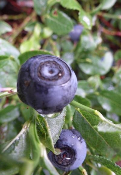 Blaubeeren bei der Wankrautalm