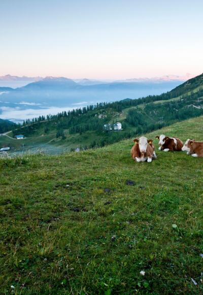 Wanderer am Dachstein