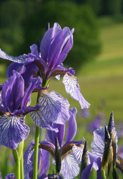 Sibirische Schwertlilie