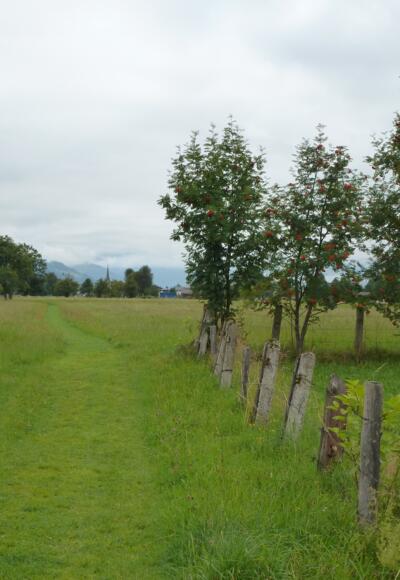 Im Bereich des Wiesenweges - Die Ebereschen tragen reichlich Früchte aus denen sich köstliche Marmeladen zubereiten lassen. 