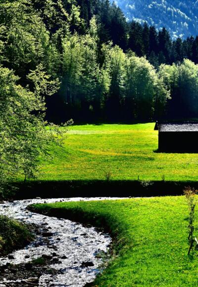 Löwenzahnfelder entlang des Grebenbaches