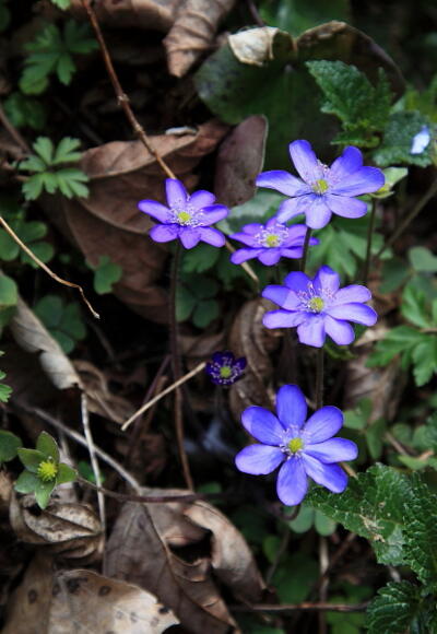 Leberblümchen entlang des Weges