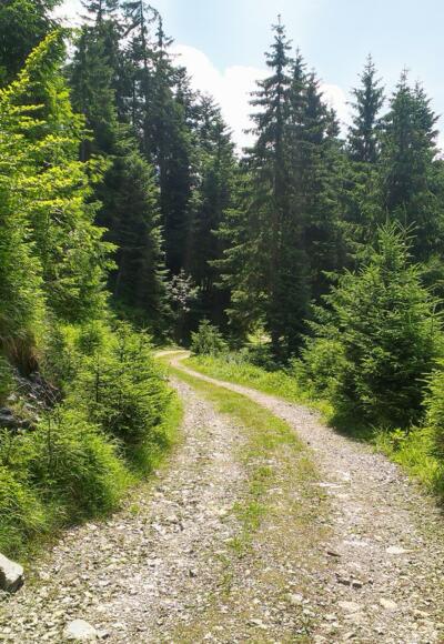 Wanderwerg in St. Koloman