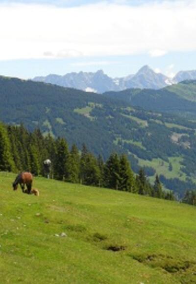 Schattberg Höhenweg