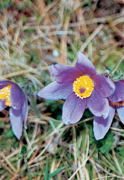 Bei unserer Tour erwarten uns botanische Highlights.