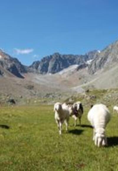 Schafe nähe Neue Regensburger Hütte