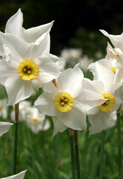 Narzissen, Nahaufnahme
