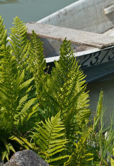 Brandstatt bei Pupping