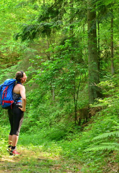 Sonnenstrahlen durchbrechen den dichten Wald