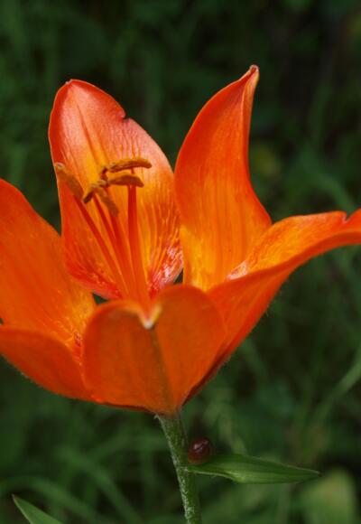 Feuerlilien beim Prielschutzhaus und im Talgrund.
