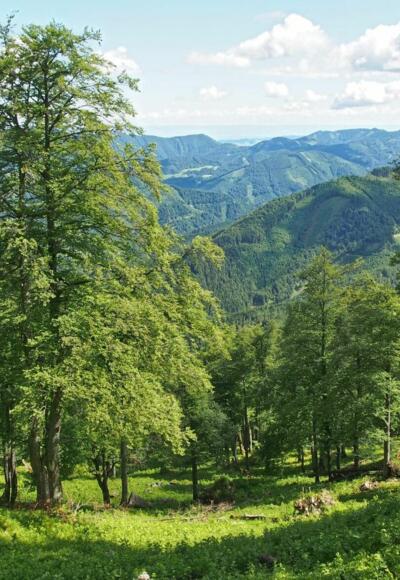 In der "Wiesermelkstatt"findet man noch urwaldartig anmutende Abschnitte