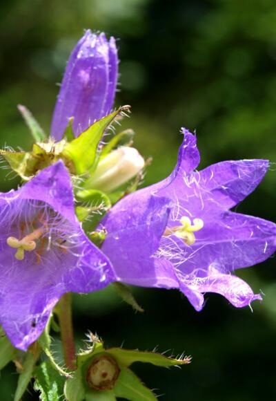 Bart Glockemblumen um 1000m