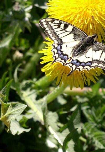 Schwalbenschwanz am Ochsenkogel 936m