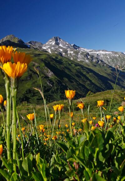 ...Und gleich noch ein paar Frühsommer-Blumen.
