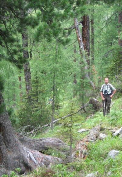 Zirben und Lärchen bestimmen das Landschaftsbild