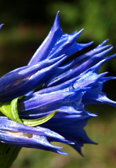 Schwalbenwurz Enzian im Detail