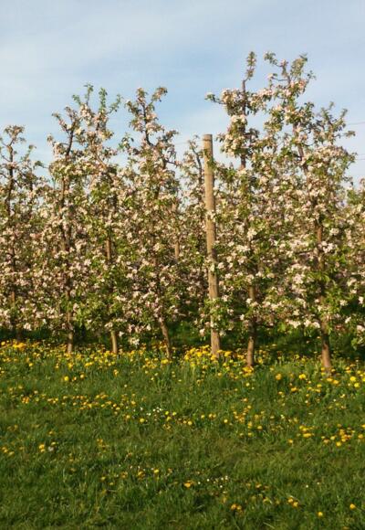 Kirschblütenweg um 420m