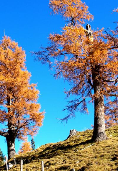 Lärchen am Schlussanstieg zum Feilkopf 1520m
