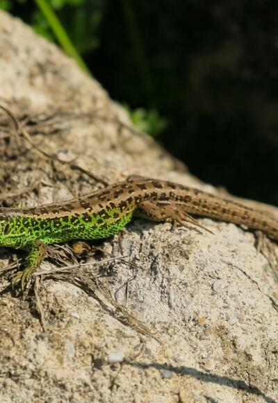 An den besonnten Wegböschungen entlang des Rundwegs auf der Rettenbachalm ist immer wieder die prachtvolle Zauneidechse (Lacerta agilis) zu beobachten. 
